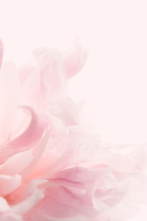 Pregnancy Bloom vs Pregnancy Gloom