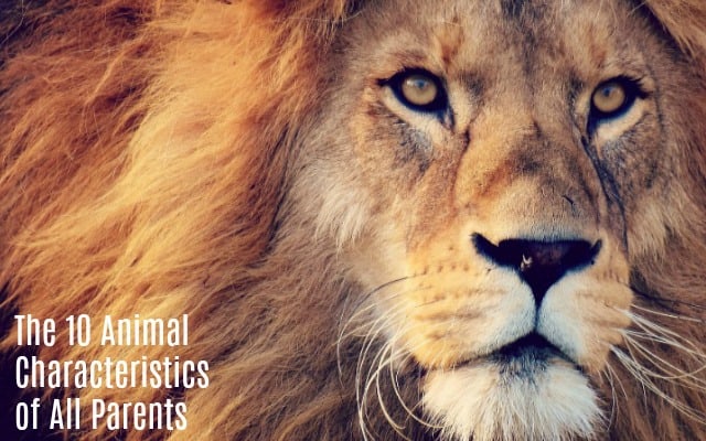 animal characteristics