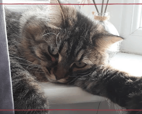 Is My Cat Normal?
