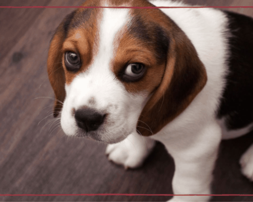 The Benefits of Wood Flooring When You Have Kids