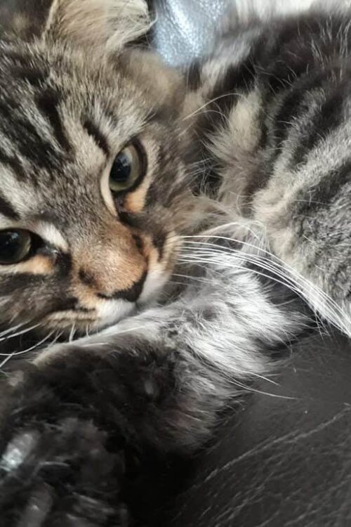 Why Getting a Pet for Your Family May Be the Best Decision You Make