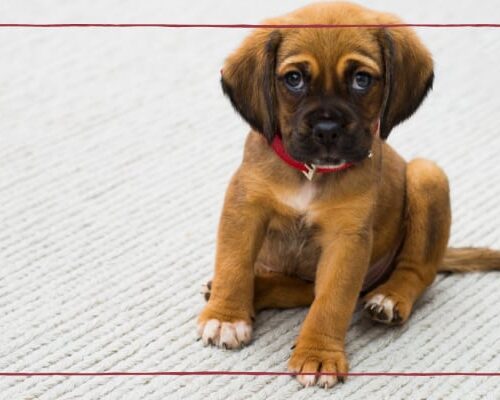 5 Tips to Choosing Dog Insurance for Your pup