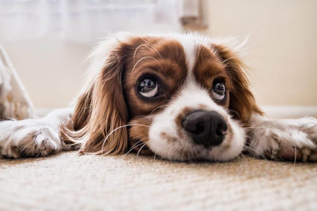 choosing dog insurance