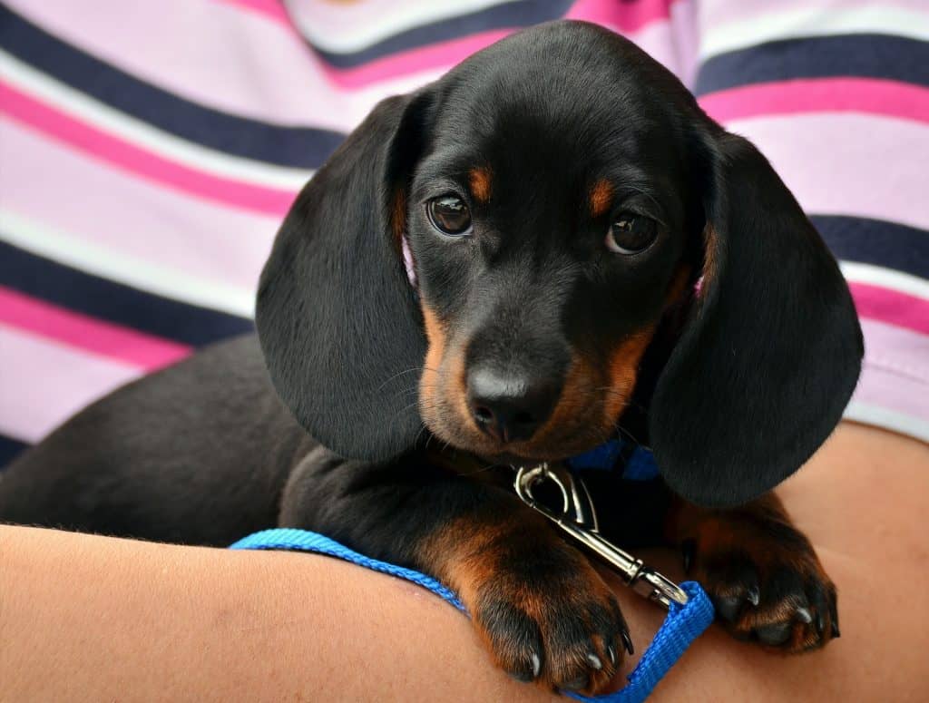choosing dog insurance