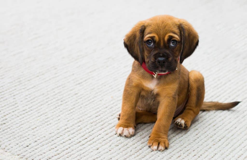 choosing dog insurance
