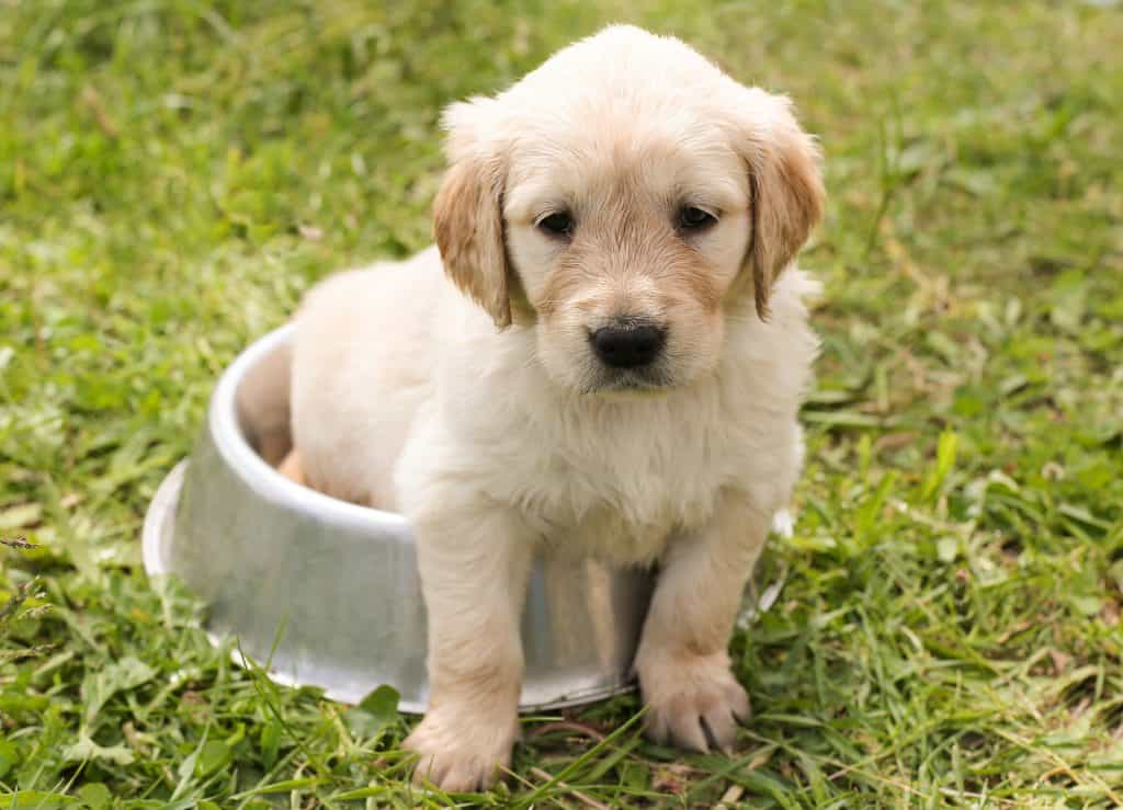 choosing dog insurance