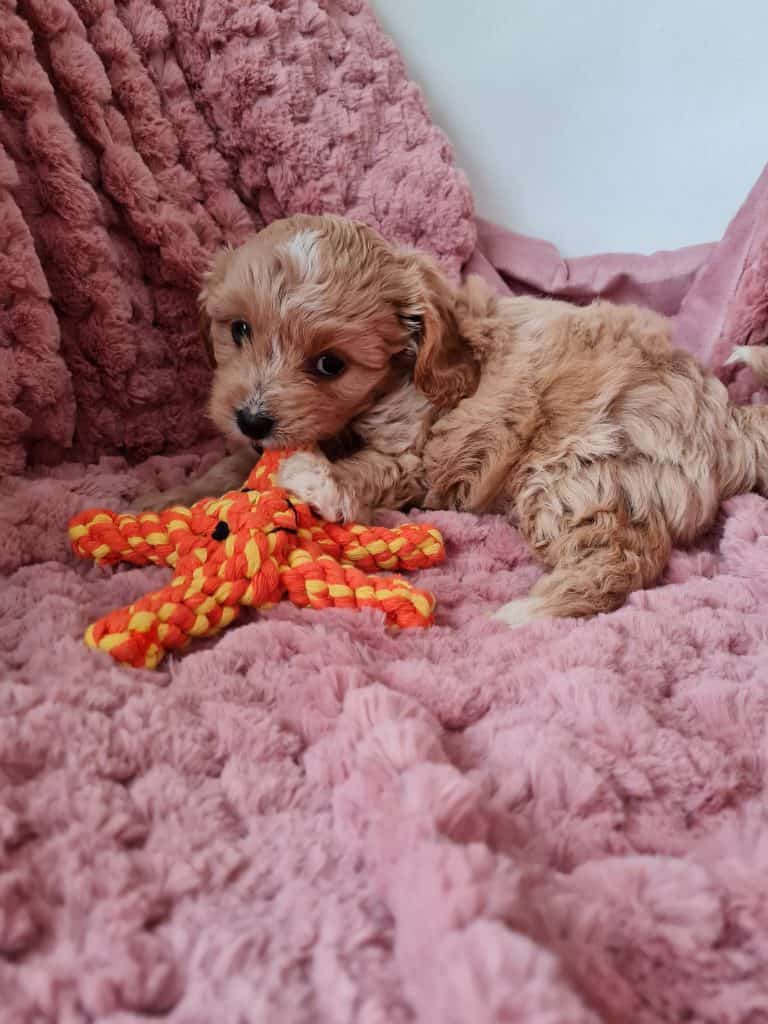 new puppy shopping list