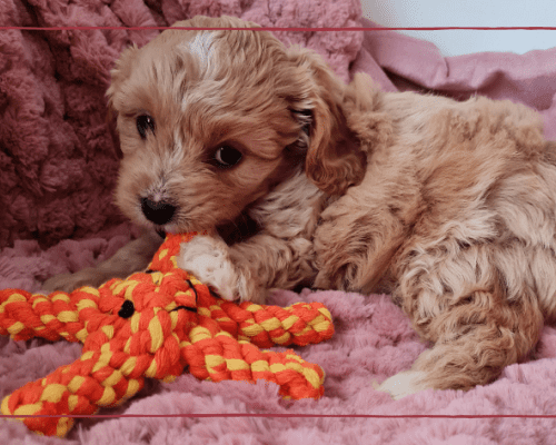 New Puppy Shopping List