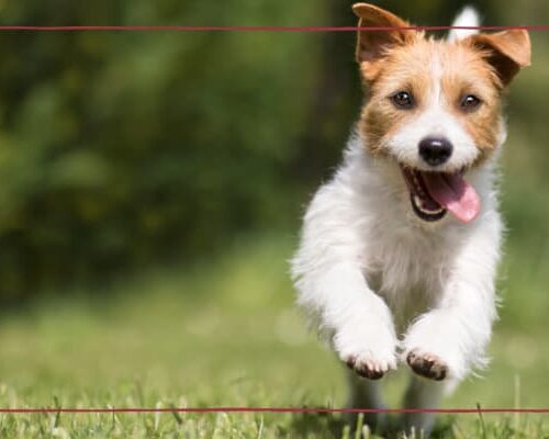 Want to Boost Your Dog’s Immune System? Try These 5 Foods
