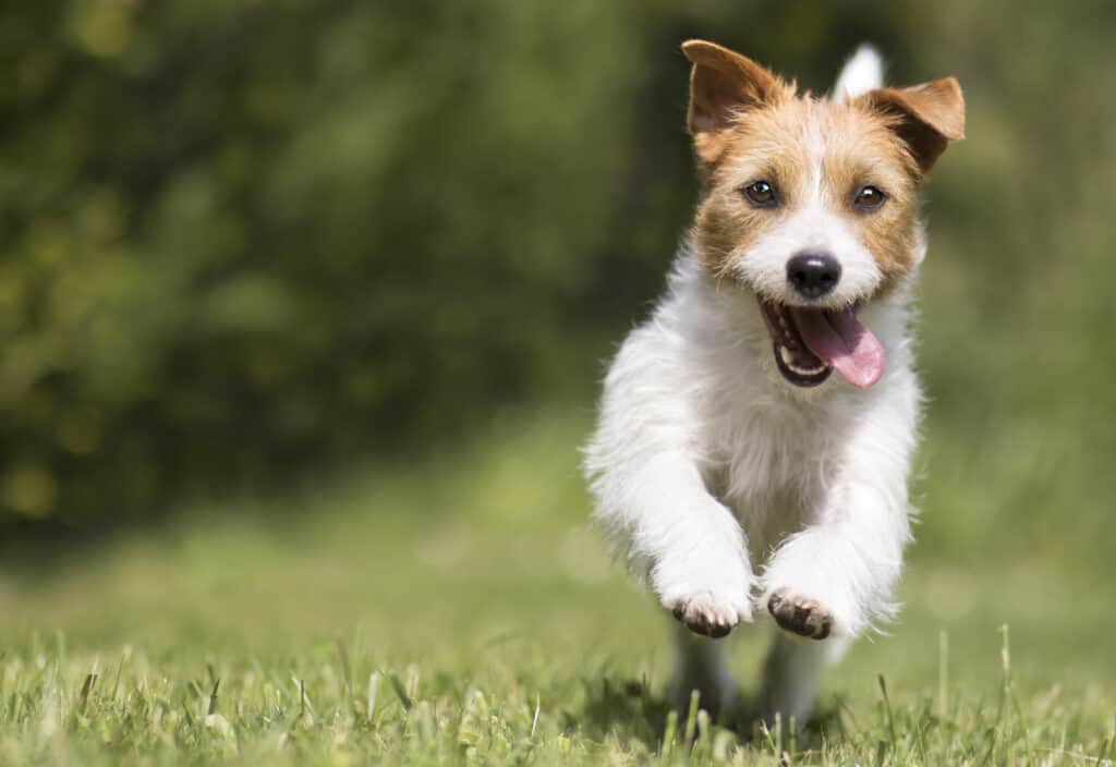 boost your dog's immune system