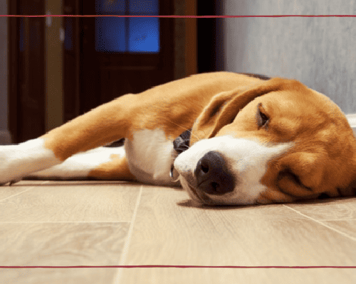 Luxury Vinyl Flooring: Perfect for Pet-Friendly Homes