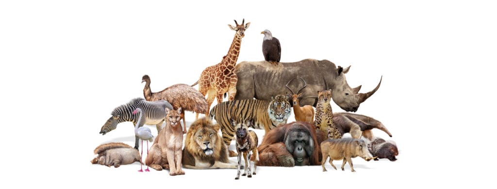 Gifts for animal lovers