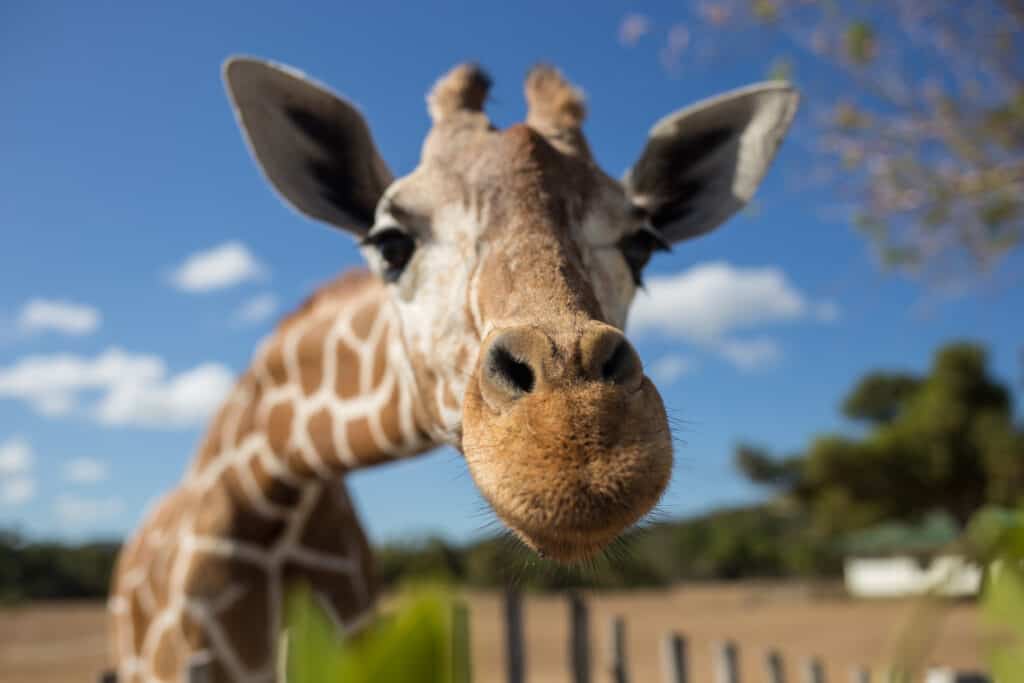 Gifts for animal lovers