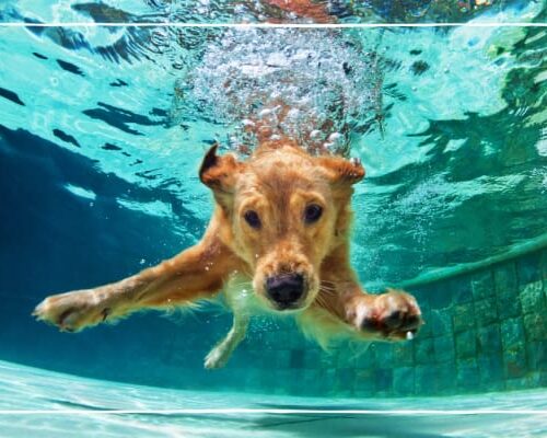 6 Tips for Dogs and Dog Parents Looking to Lead More Active Lifestyles