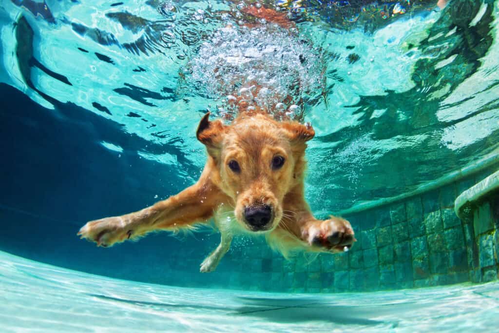 how can dogs help you lead a more active lifestyle