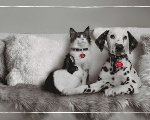 WE’RE A NATION OF PAWRENTS, WITH SEVEN IN TEN PET OWNERS PRIORITISING THEIR PET OVER THEIR PARTNER