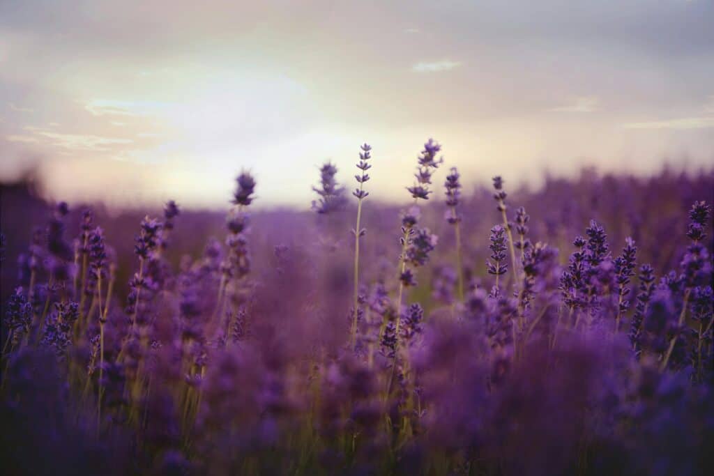 if like me, you are allergic to lavender and have already cut out the caffeine and social media scrolling before bed, I've got some tips for you: How to sleep well when you are allergic to sleep products: