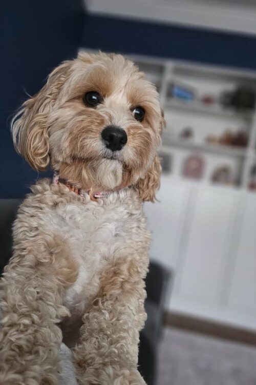 How you know your dog is happy in your home  