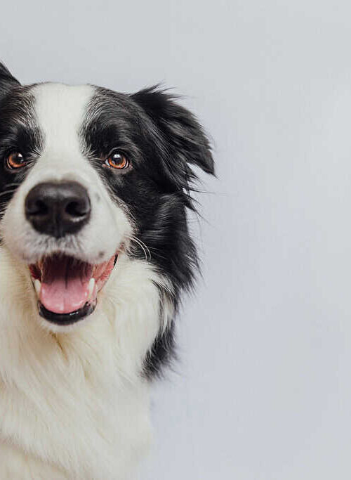 How to Cheer Up a Depressed Dog 