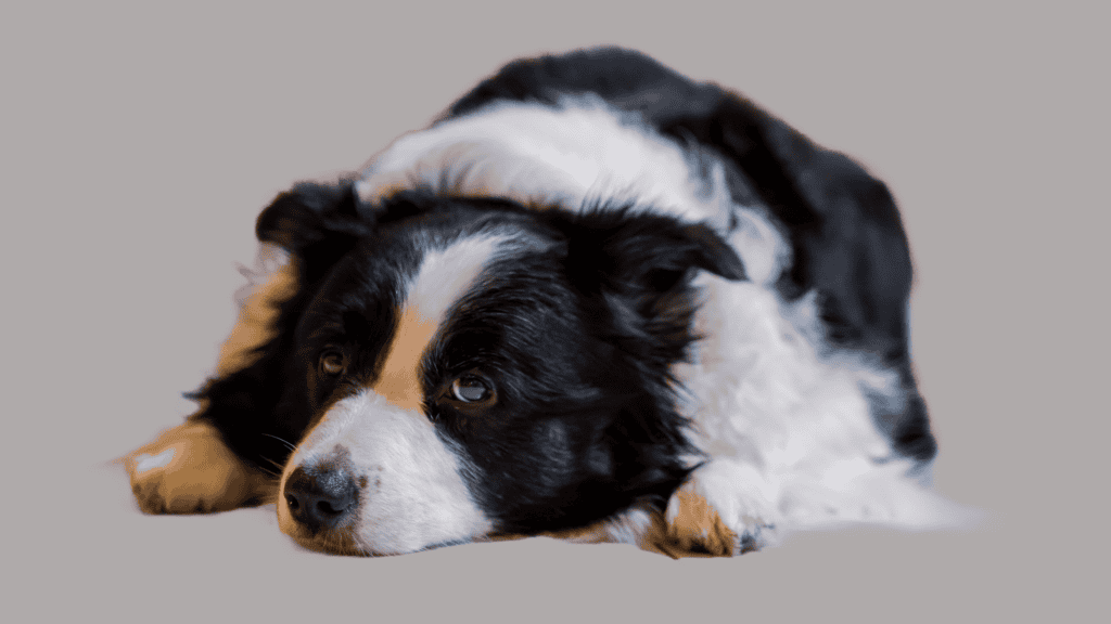 cheer up a sad dog