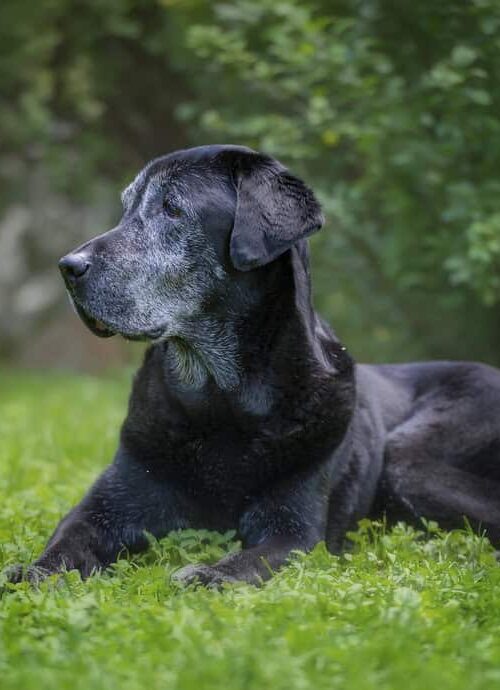 When Your Senior Pet Slows Down: How to Adapt Your Routine 