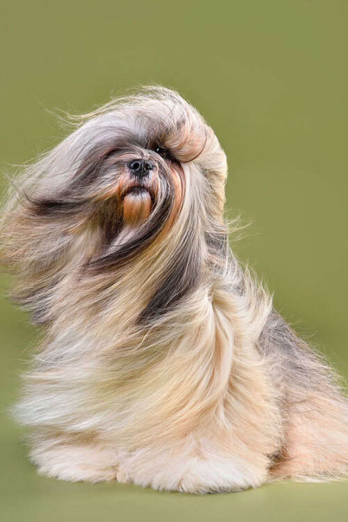 The Best Air Purifier for Dog Hair in 2025