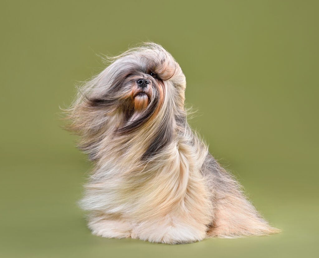 air purifier for dog hair