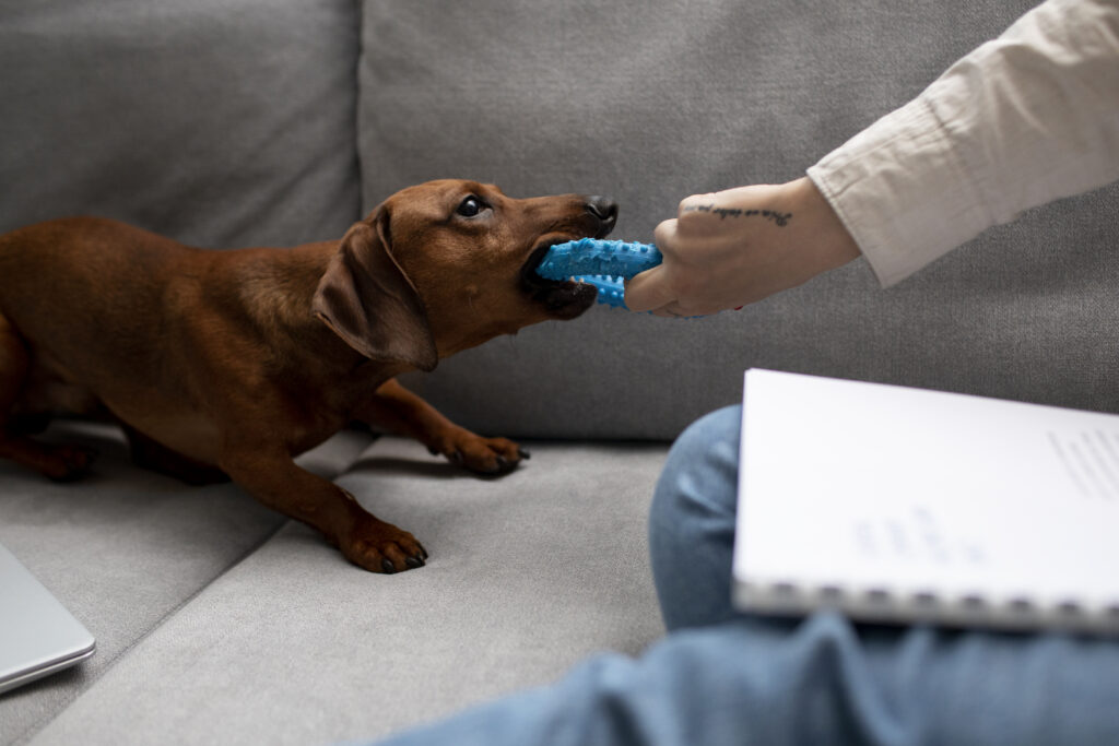 mental stimulation for dogs