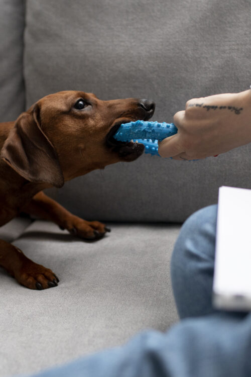Mental Stimulation for Dogs: Engaging Activities and Toys