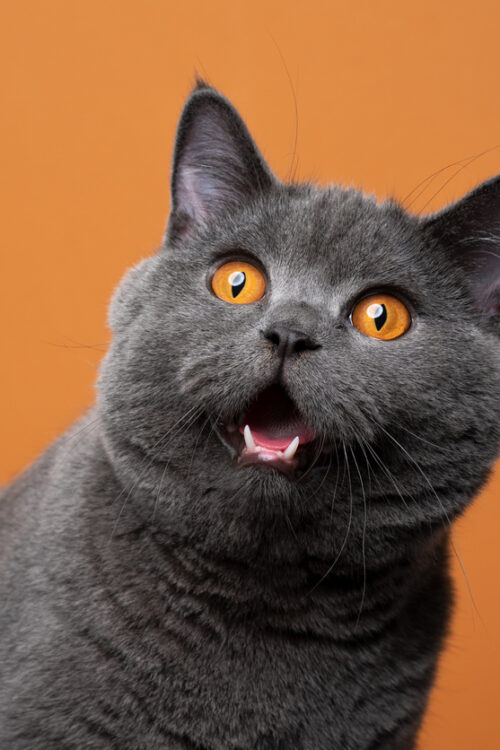 Larvae Bugs on Cats: 5 Ways to Keep Your Pet Safe
