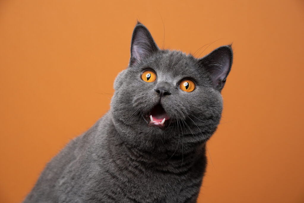 Larvae Bugs on Cats