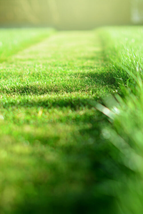 The Lawn Mower That Works for You, Not the Other Way Around 