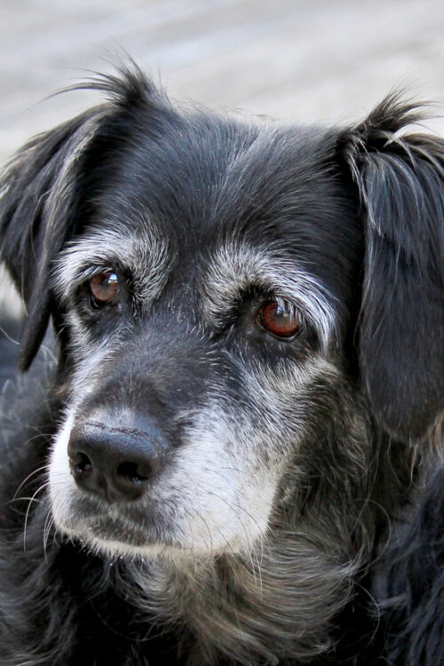 Caring for Senior Pets: A Guide to Ensuring Comfort and Quality of Life