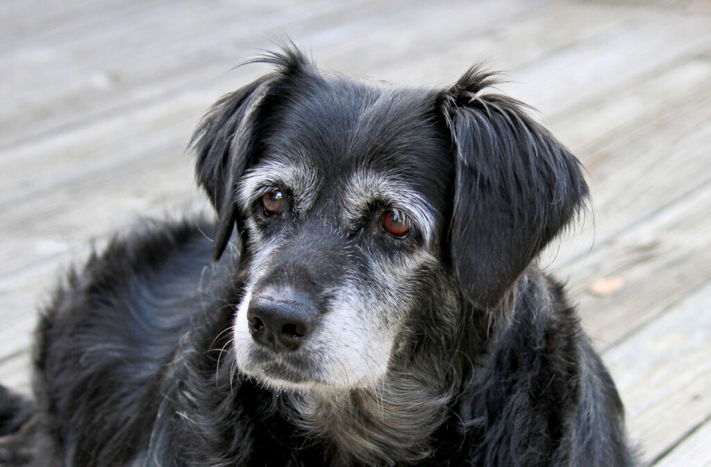 caring for senior pets