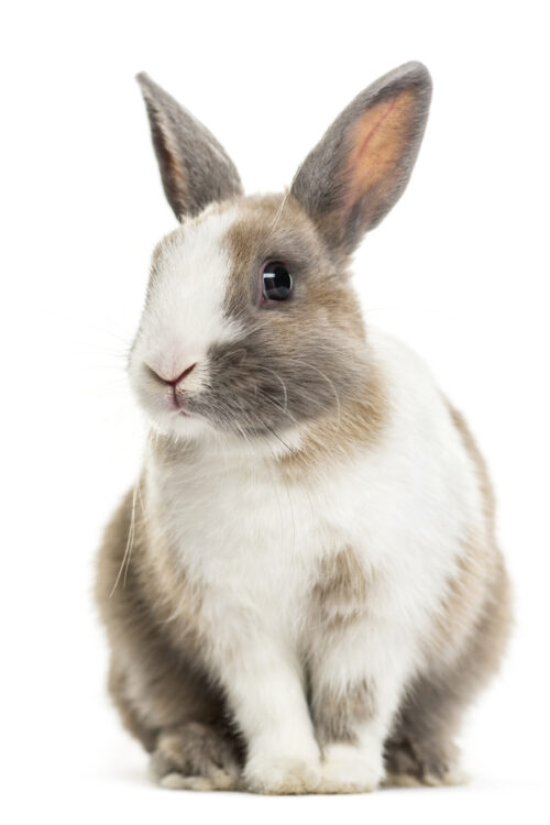 Summer care tips for bunny owners 