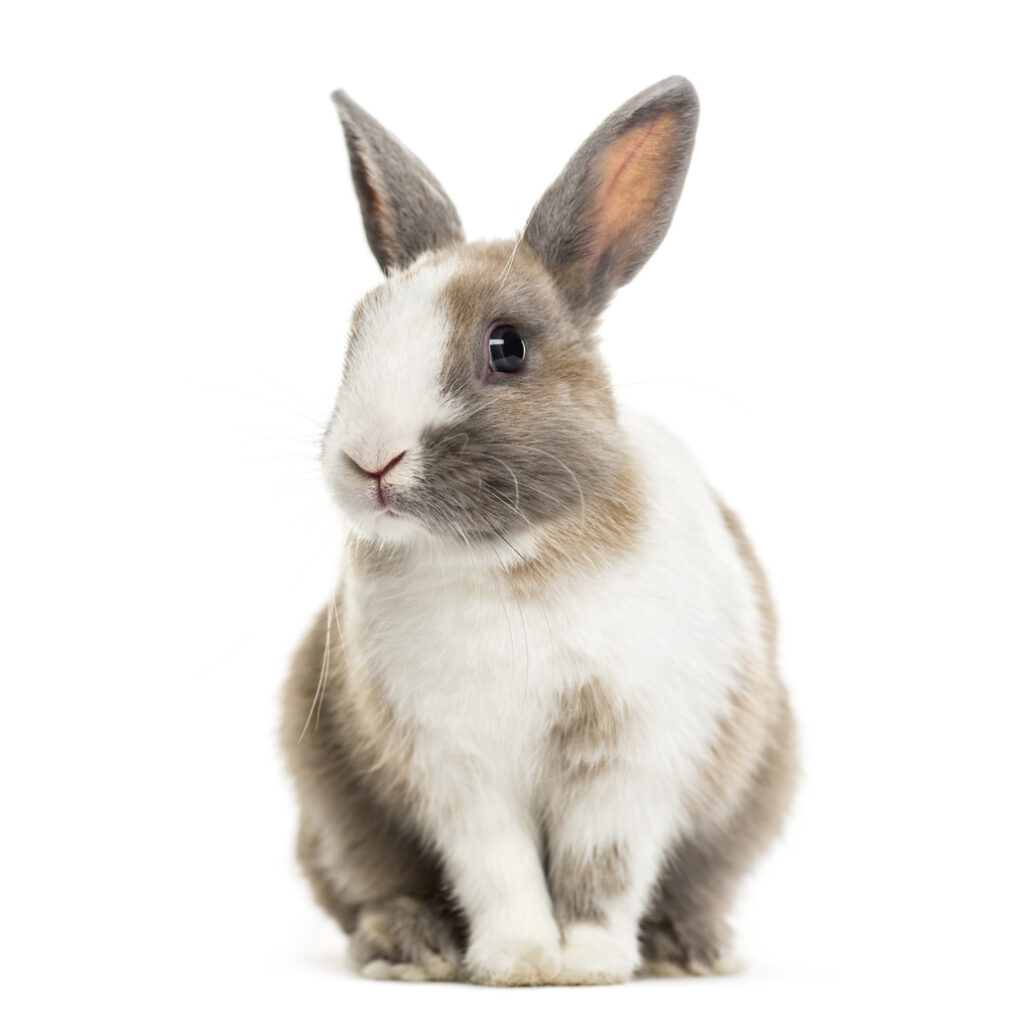 Summer care tips for bunny owners