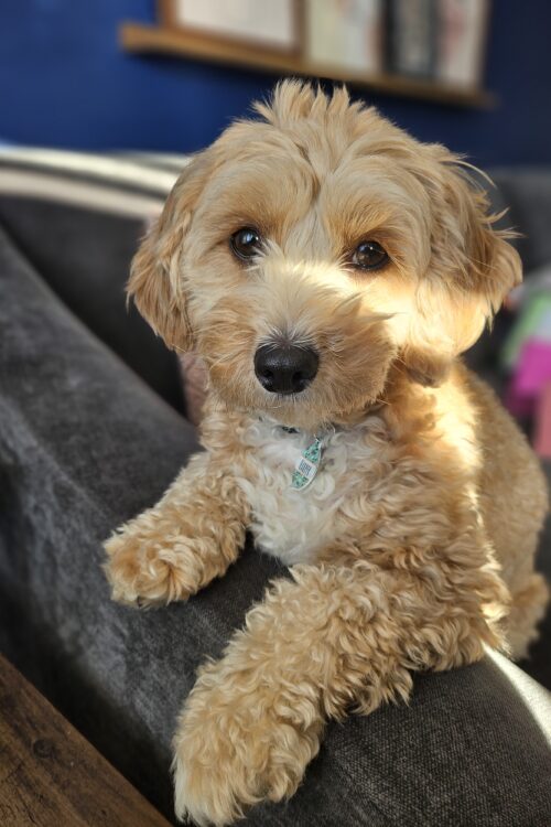 How to have a healthy and happy dog