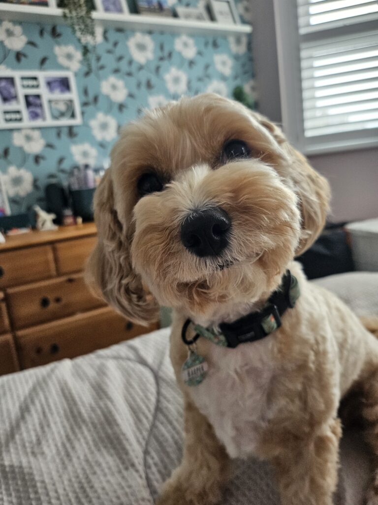 healthy and happy dog