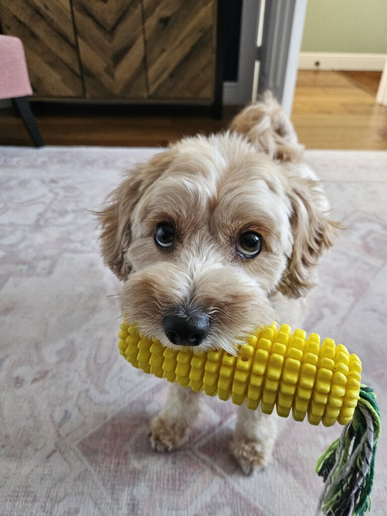 healthy and happy dog