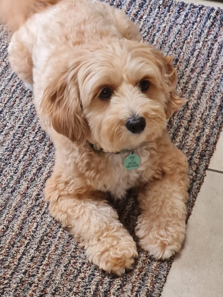 healthy and happy dog
