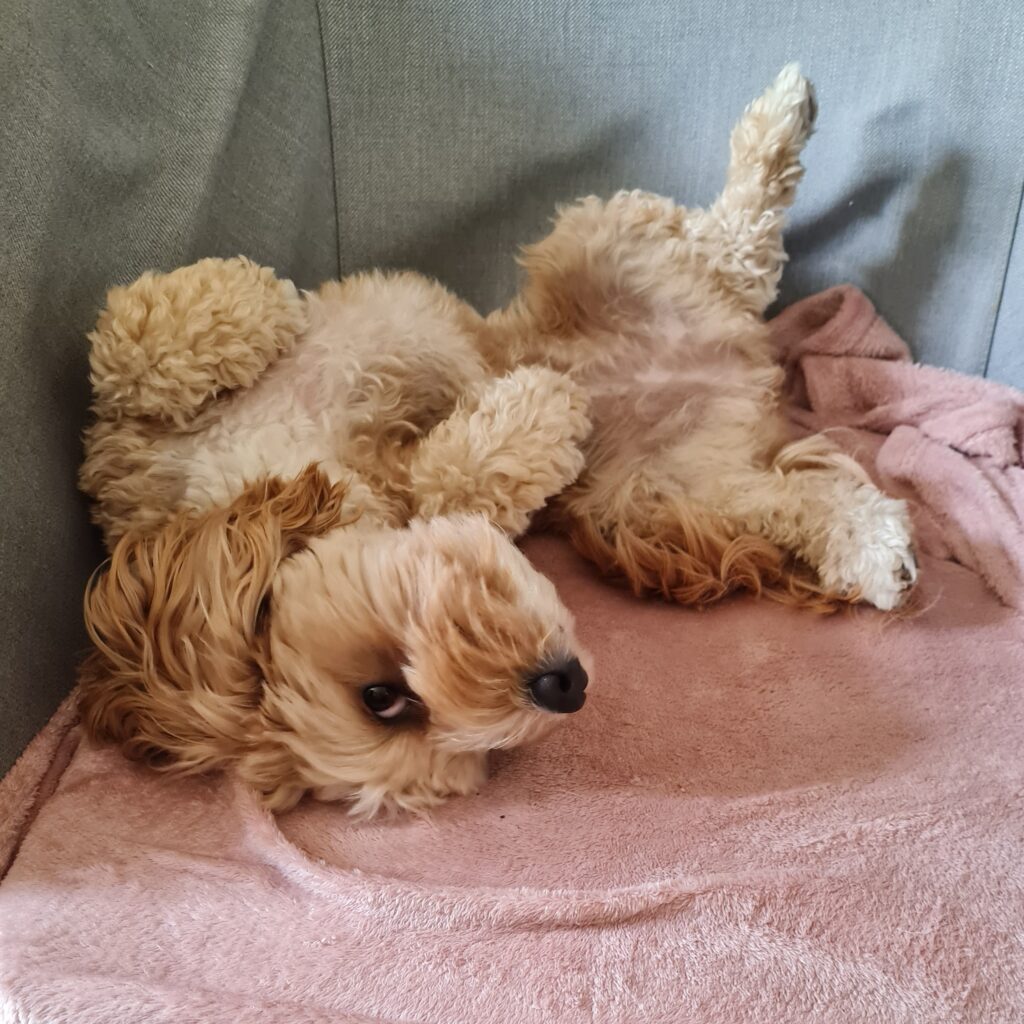 healthy and happy dog