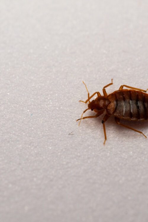 Landlord-Tenant Actions for Pest Control