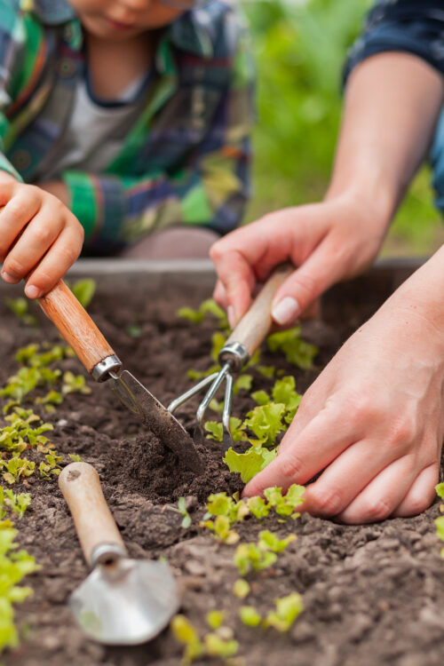 How to level up your garden this new year 