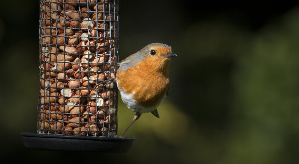 The £30 Garden Upgrade That Bought Me Five Minutes of Silence a Day