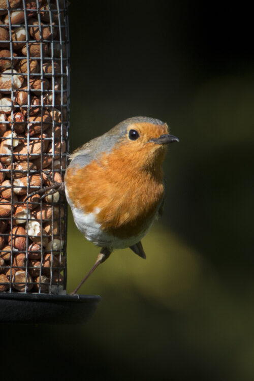 The £30 Garden Upgrade That Bought Me Five Minutes of Silence a Day