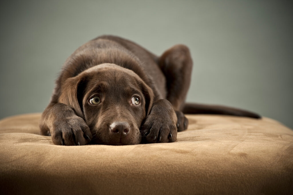 elbow dysplasia in dogs