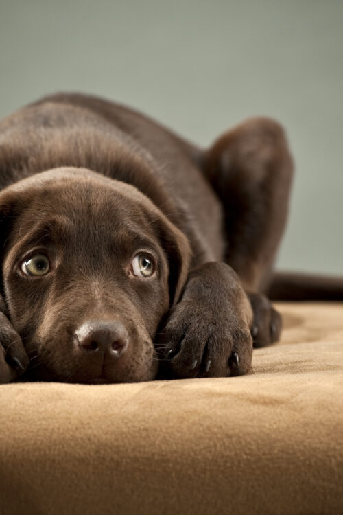 How Elbow Dysplasia in Dogs Affects Daily Family Life (and How to Help) 