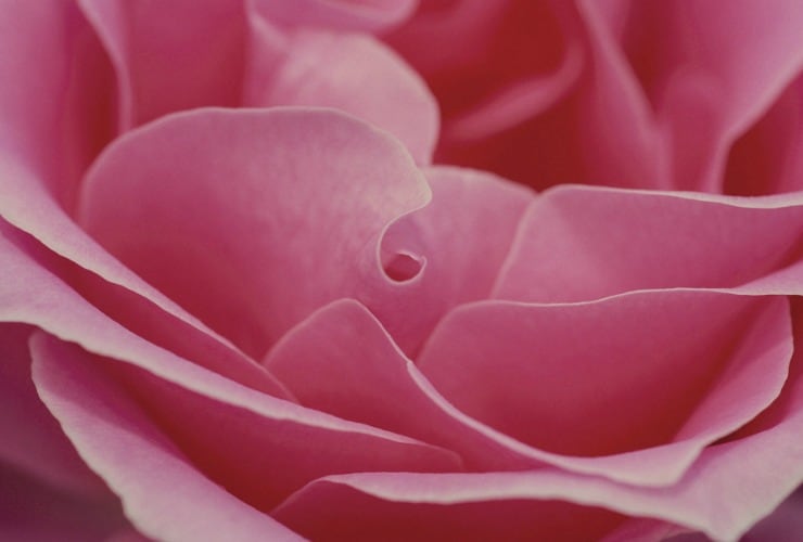 Rose Tinted Parenting